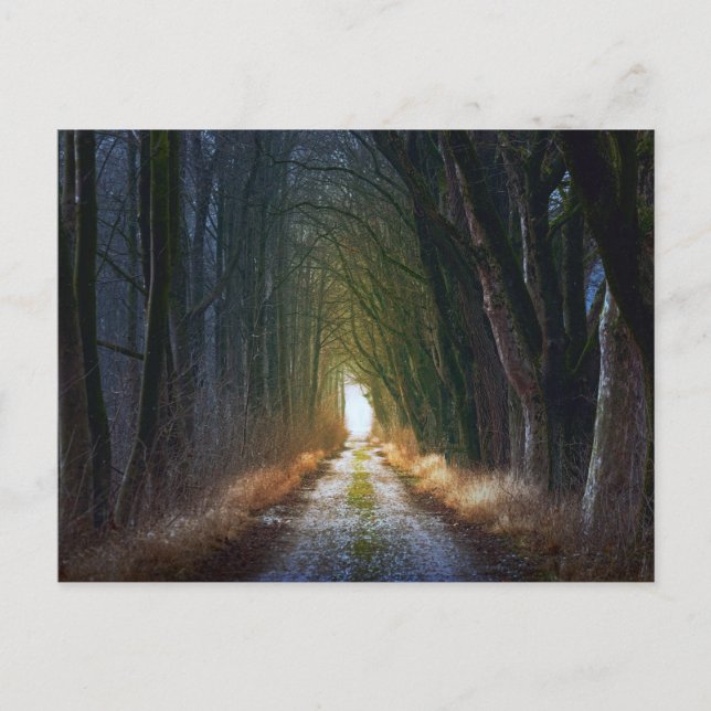 Enchanted Forest Road 3 Postcard (Front)