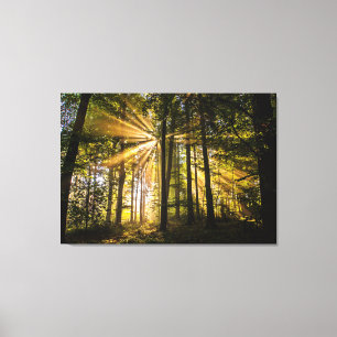 Enchanted Forest Sun Rays 1 Canvas Print