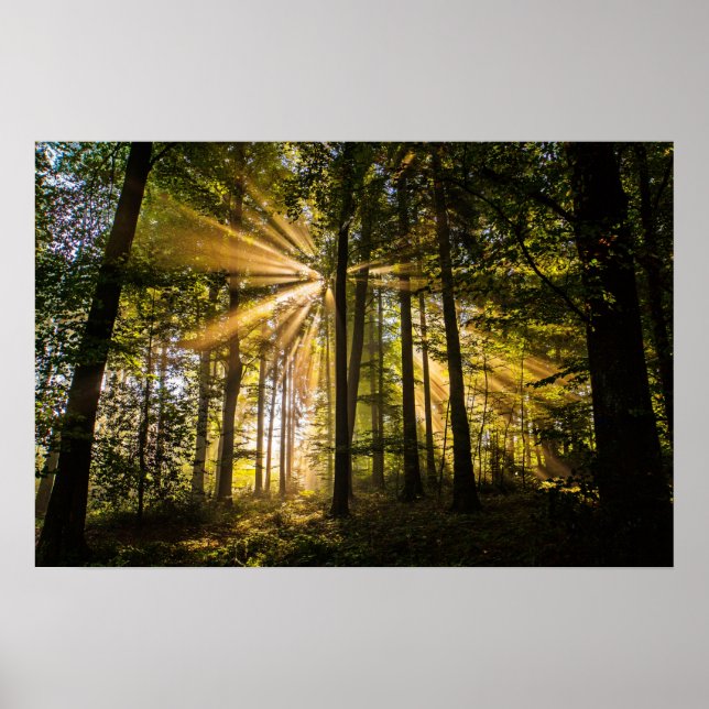 Enchanted Forest Sun Rays 1 Poster (Front)