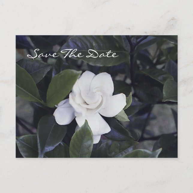 Enchanting Gardenia Save The Date Postcard (Front)