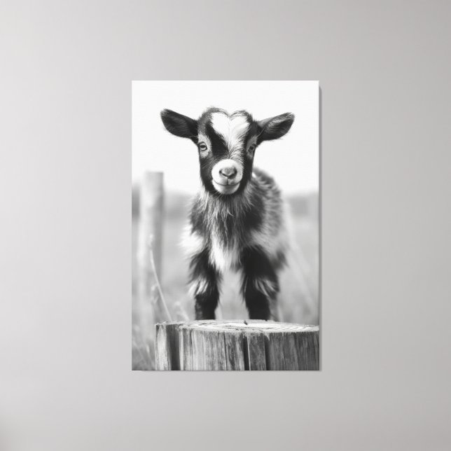 Enchanting Monochromatic Tranquil Baby Goat  Canvas Print (Front)