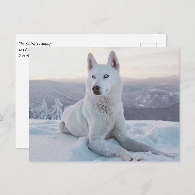 Enchanting White Husky Dog in the snow Postcard (Front/Back)