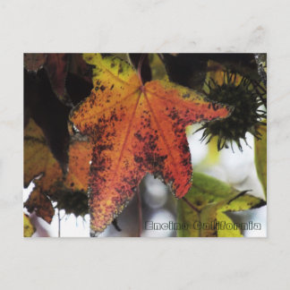 Encino California Postcard
