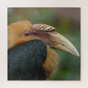 Encounter with the Male Blyth's Hornbill Jigsaw Puzzle