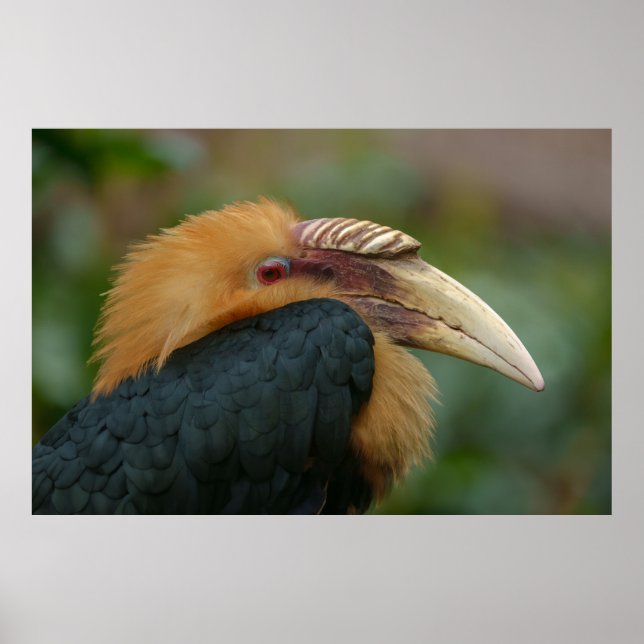 Encounter with the Male Blyth's Hornbill Poster (Front)