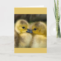 Encouragement or Get Well Cuddling Ducklings