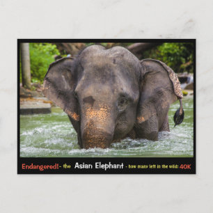 Endangered: All about the Asian Elephant - Postcard
