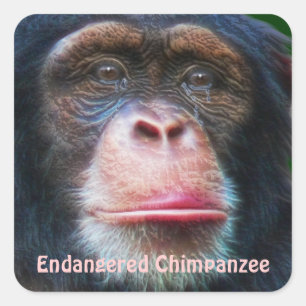 Endangered Chimpanzees African Wildlife Sticker