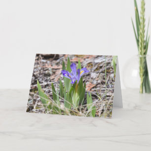 Endangered Dwarf Lake Iris Notecard