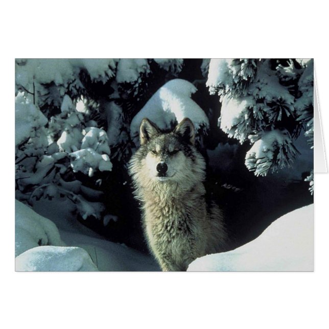 Endangered Grey Wolf (Front Horizontal)
