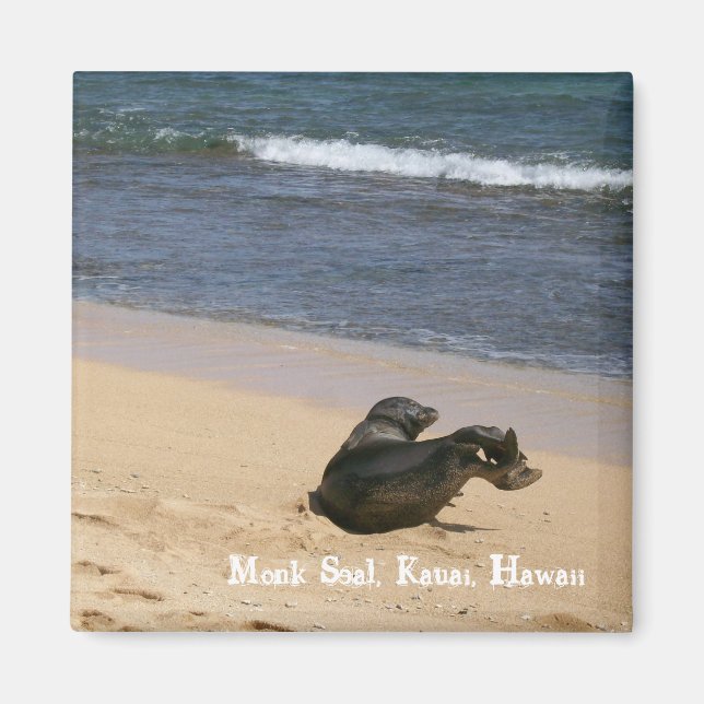 Endangered Monk Seal Kauai Hawaii Magnet (Front)