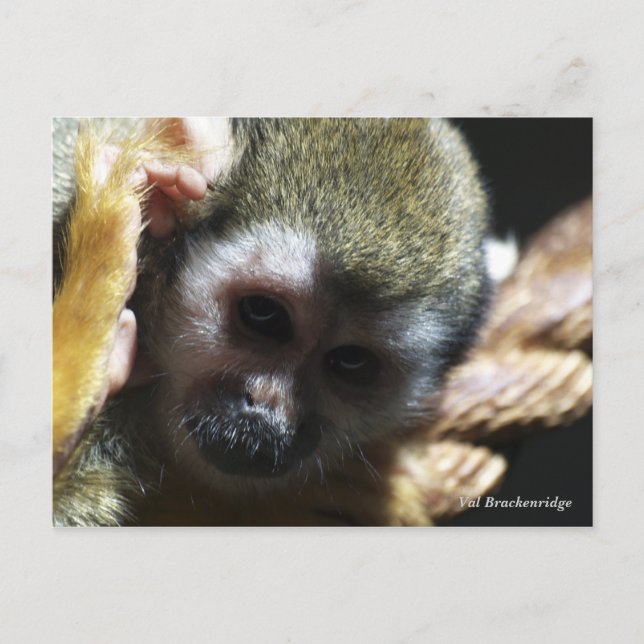 "Endangered?...Not if I can help it!" Postcard (Front)