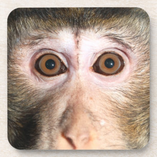 Endangered Rainforest Ape Coaster