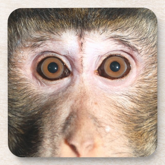 Endangered Rainforest Ape Coaster (Front)