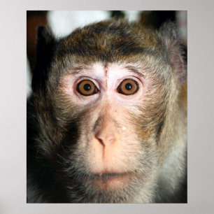 Endangered Rainforest Ape Poster