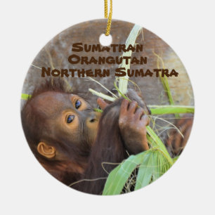 Endangered Species Series Sumatran Orangutan Ceramic Ornament
