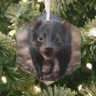 Endangered Young Australian Tasmanian Devil, Glass Ornament