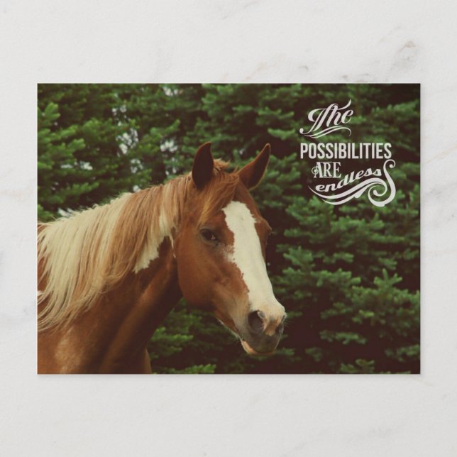 Endless Possibilities Paint Horse Mare Postcard (Front)