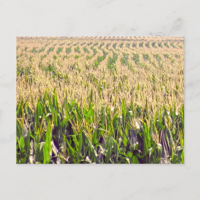 Endless Rows of Corn Postcard (Front)