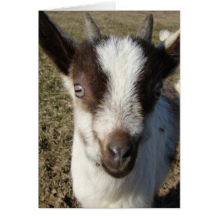 Enfant de chèvre alpine