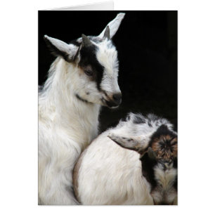 Enfants de chèvre
