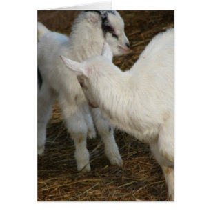 Enfants de chèvre jouant