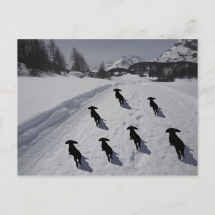 Engadine Dachshund March Postcard