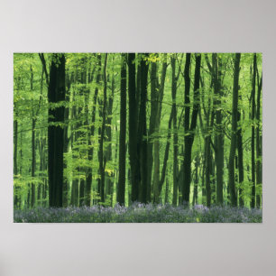 England, Beech forest & Bluebells Poster