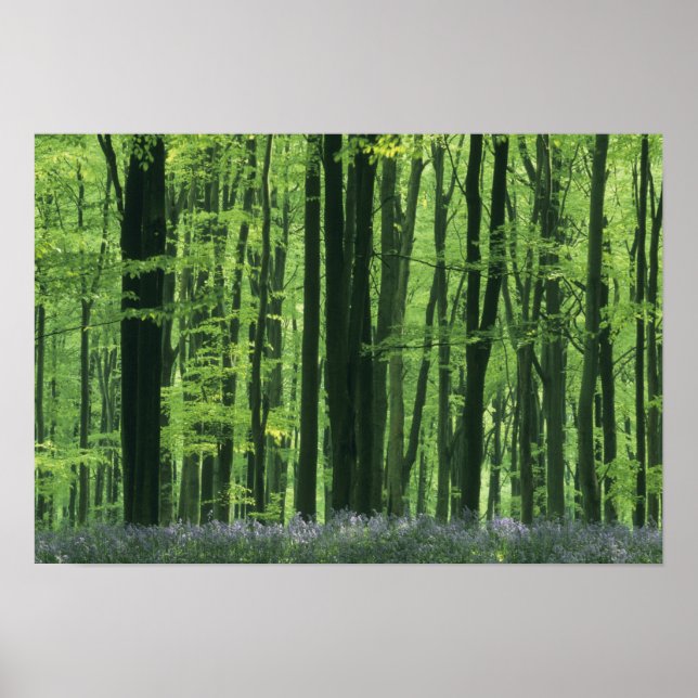 England, Beech forest & Bluebells Poster (Front)
