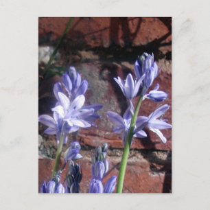 English bluebells postcard