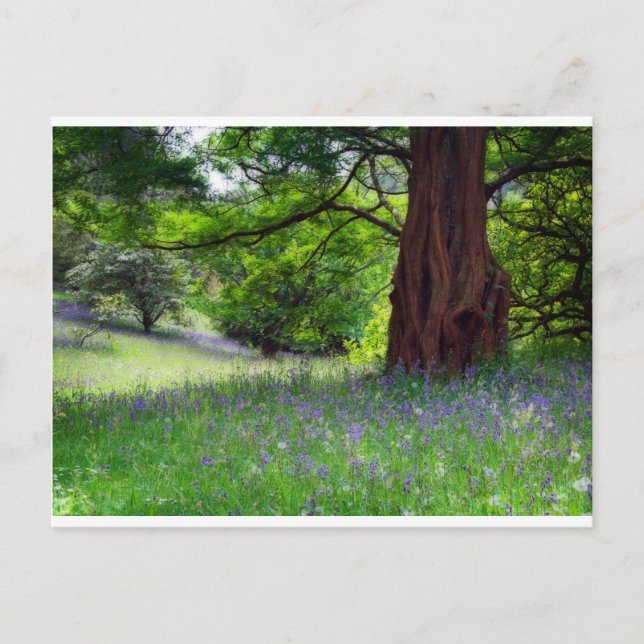 English Bluebells Postcard (Front)