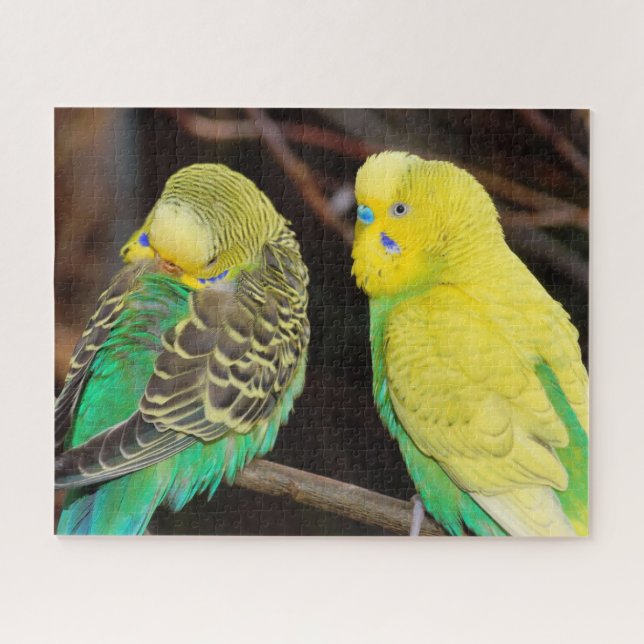 English Budgie Parakeet Bird Jigsaw Puzzle (Horizontal)