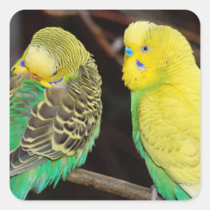 English Budgie Parakeet Bird Square Sticker