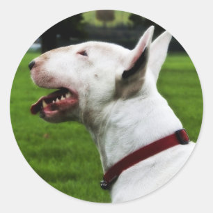 English Bull Terrier Classic Round Sticker
