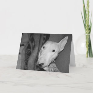 English Bull Terrier Snuggled Under a Blanket -BW Card