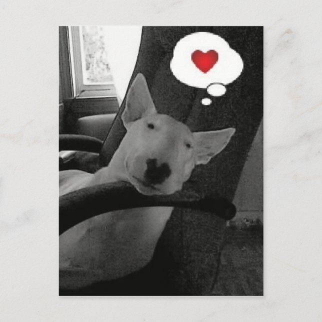 english bull terrier valentine holiday postcard (Front)