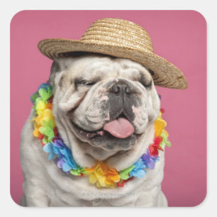 English Bulldog (18 months old) wearing a straw Square Sticker