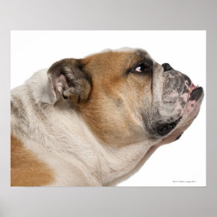 English Bulldog (6 years old) Poster
