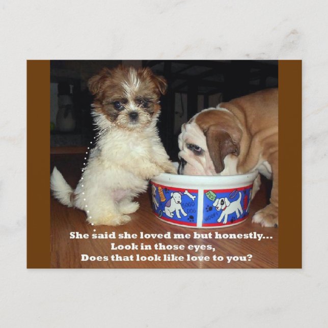 English Bulldog and Shih Tzu Puppy Postcard (Front)