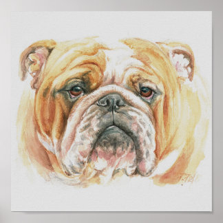 English Bulldog Dog Face Watercolor Painting Poster
