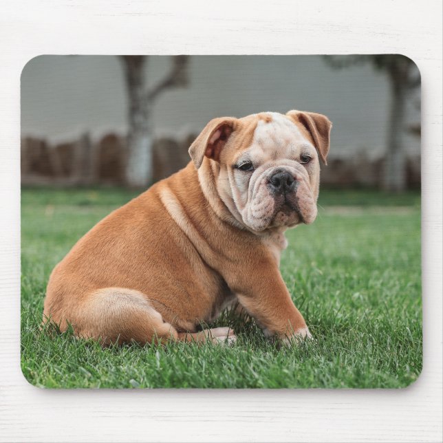 english bulldog, dog, sweet mouse pad (Front)