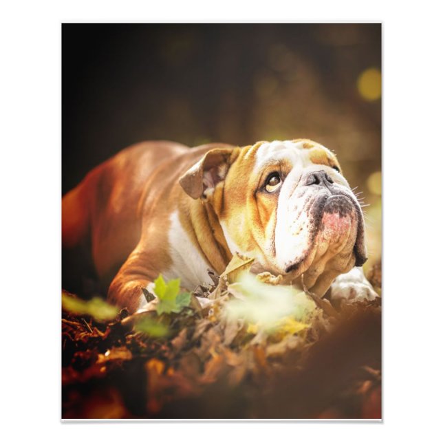 English Bulldog Forest Photo (Front)