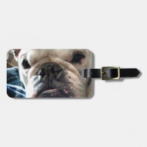 English Bulldog