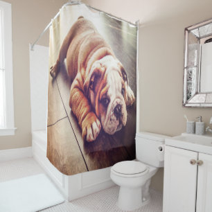 English Bulldog Lying Dog Dog Photo