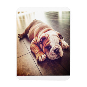English Bulldog Lying Dog   Dog Photo Magnet