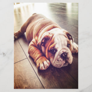 English Bulldog Lying Dog Dog Photo Menu