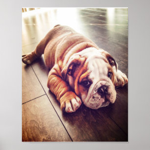 English Bulldog Lying Dog   Dog Photo Poster