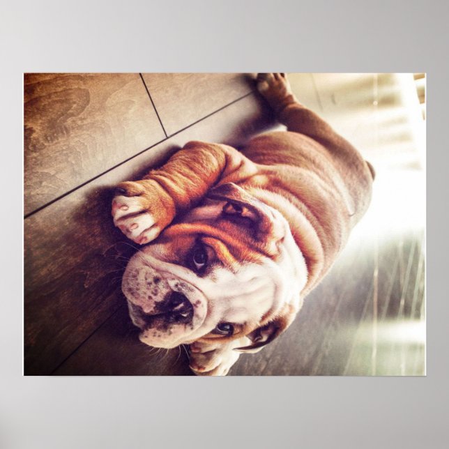 English Bulldog Lying Dog | Dog Photo Poster (Front)