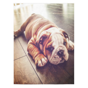 English Bulldog Lying Dog   Dog Photo Tablecloth