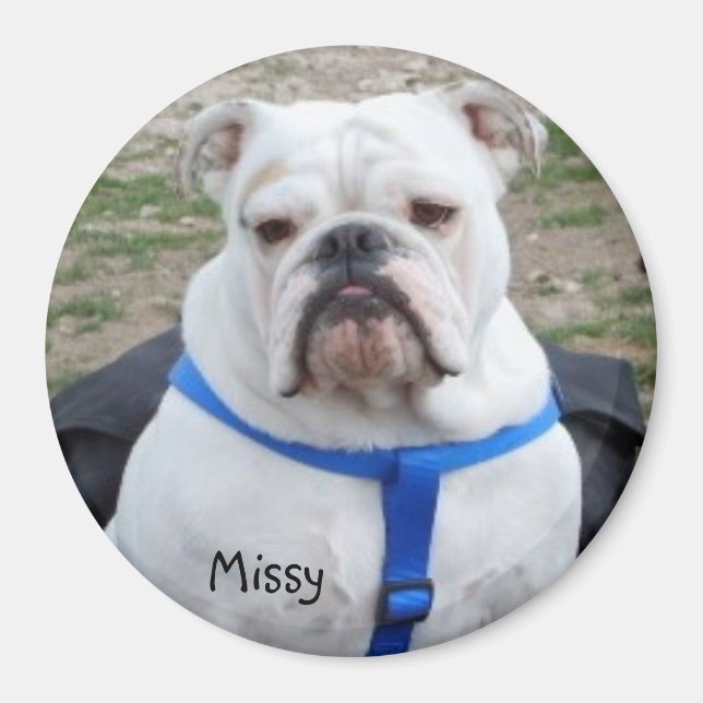 English Bulldog Missy Magnet (Front)
